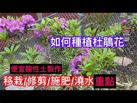 杜鵑花禁忌|【家裡種杜鵑】家裡種杜鵑，風水禁忌超重要！擺對旺家運，擺錯。